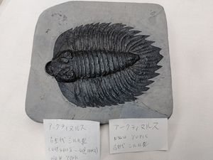 化石の値段と価格推移は？｜1312件の売買データから化石の価値がわかる