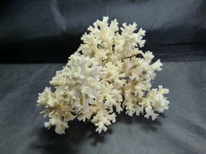 白珊瑚置物の値段と価格推移は？｜4件の売買データから白珊瑚置物の
