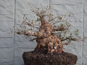 盆栽 皐月のYahoo!オークション(旧ヤフオク!)の相場・価格を見る