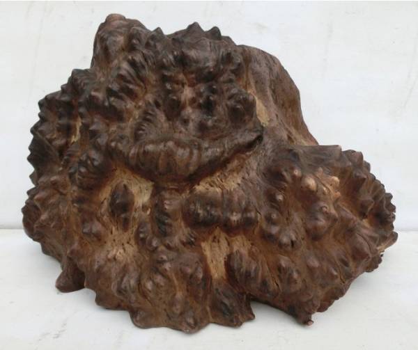 ●胡桃ブロック　クルミ瘤　ナイフグリップ　シース　小物等に