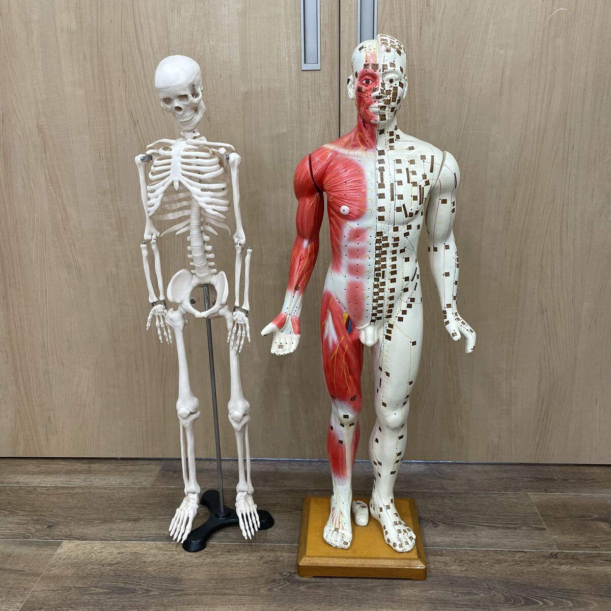人体骨格標本の値段と価格推移は？｜1件の売買データから人体骨格標本 