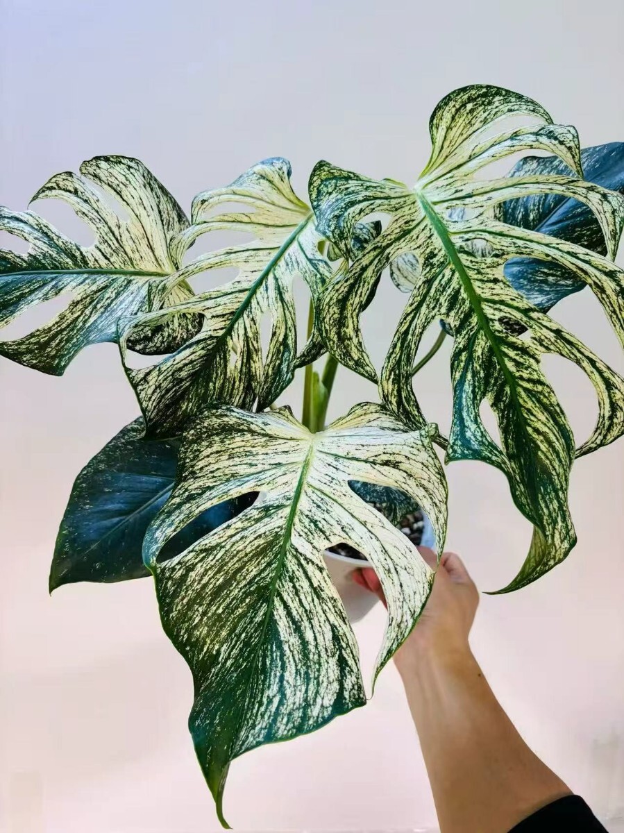 K257レア モンステラ・デビルモンスター デリシオーサ MONSTERA