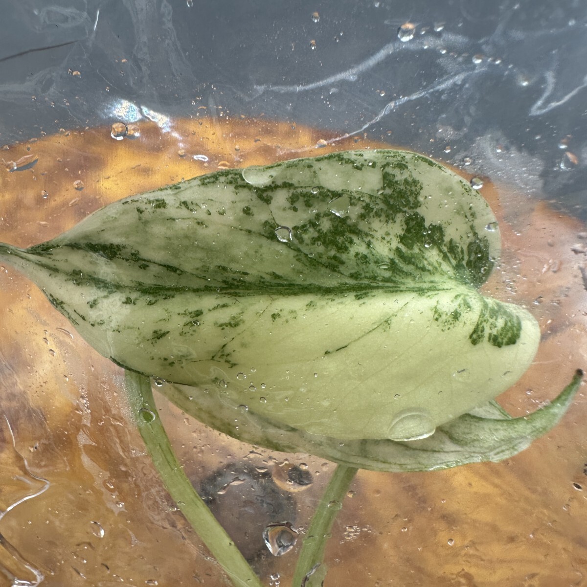 K257レア モンステラ・デビルモンスター デリシオーサ MONSTERA