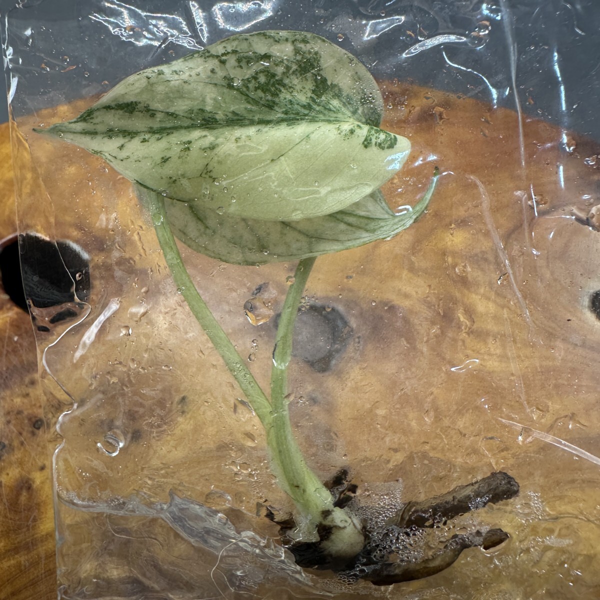 K257レア モンステラ・デビルモンスター デリシオーサ MONSTERA