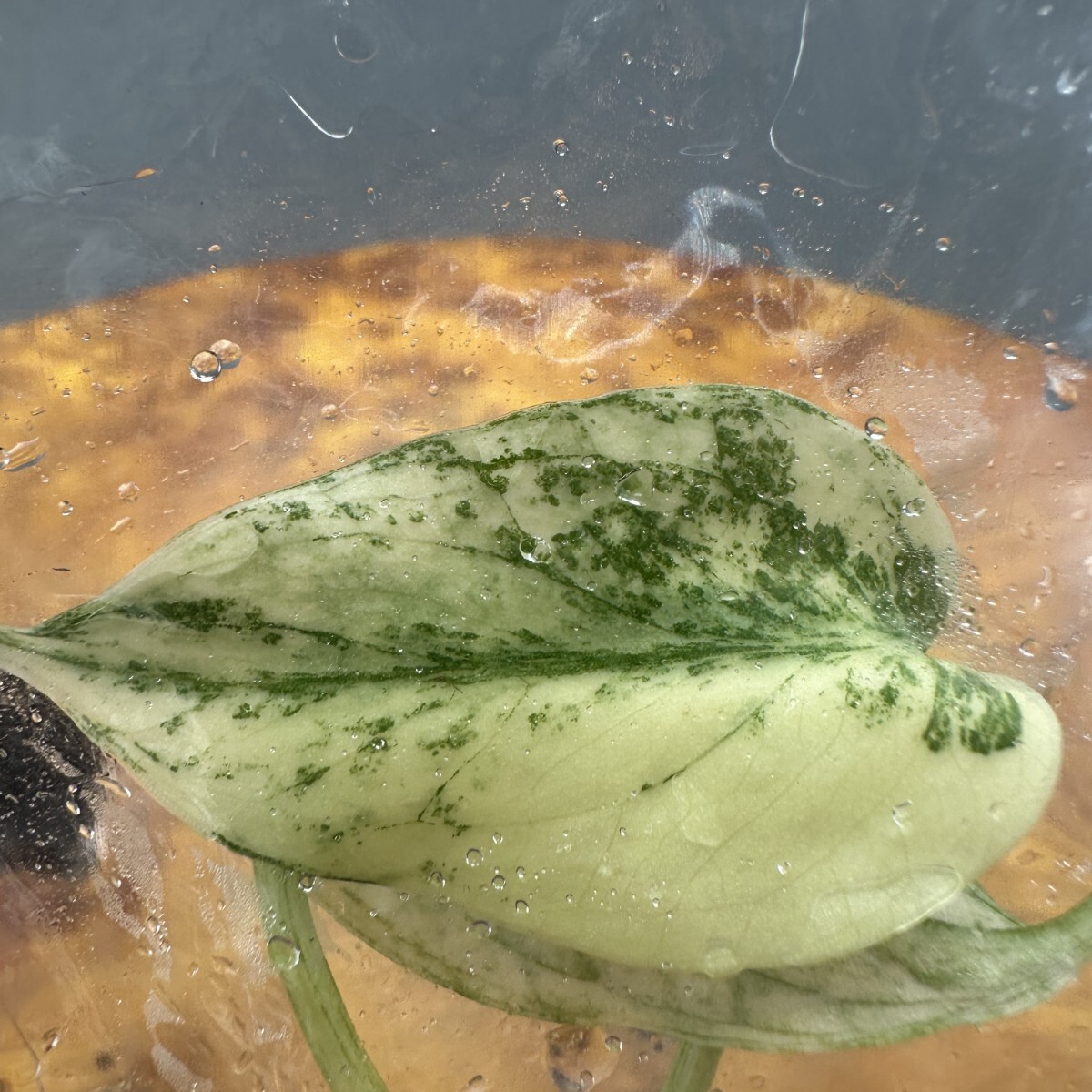 K257レア モンステラ・デビルモンスター デリシオーサ MONSTERA