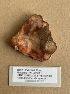 木の化石の値段と価格推移は？｜6件の売買データから木の化石の価値が