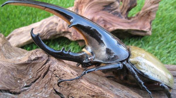 【ヤマこっと】(C)ヘラクレス 大型極太0F136A血統♀単品69mm