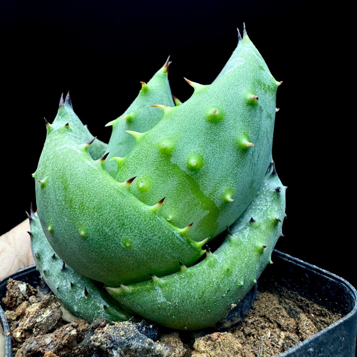 B6 多肉植物 アロエ 金元宝 キムウォンボ 12株同梱(アロエ)｜売買され