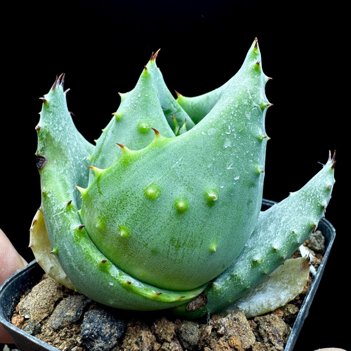 B6 多肉植物 アロエ 金元宝 キムウォンボ 12株同梱(アロエ)｜売買され