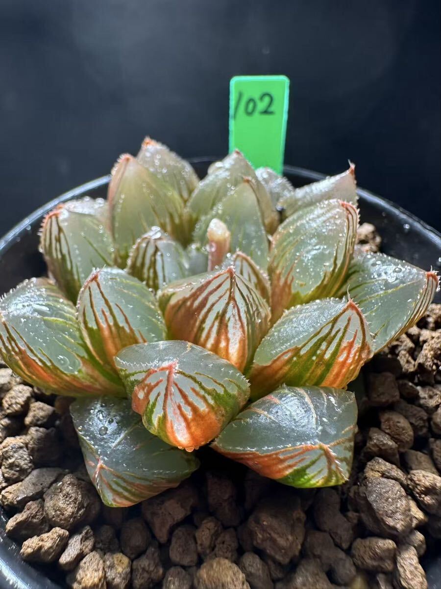 102 多肉植物 ハオルチア 大葉天狼星オブツーサ錦 自家繁殖 抜き苗発送