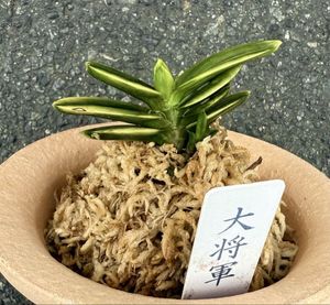富貴蘭のYahoo!オークション(旧ヤフオク!)の相場・価格を見る｜Yahoo