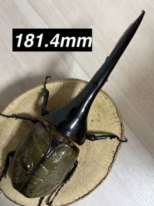 Yahoo!オークション(旧ヤフオク!)のペット、生き物 ヘラクレス