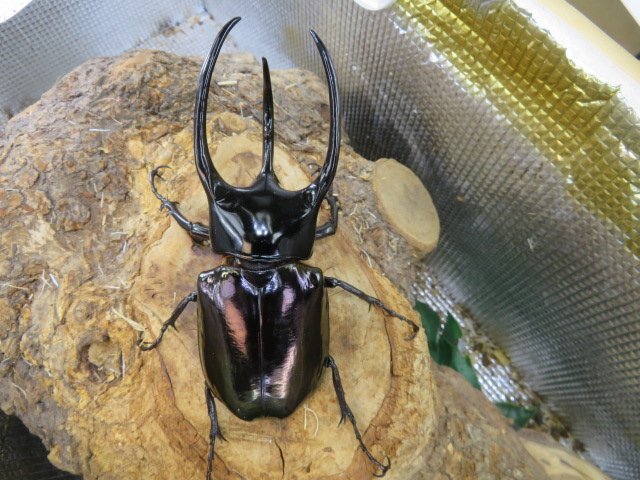 コーカサスオオカブトの値段と価格推移は？｜161件の売買データから