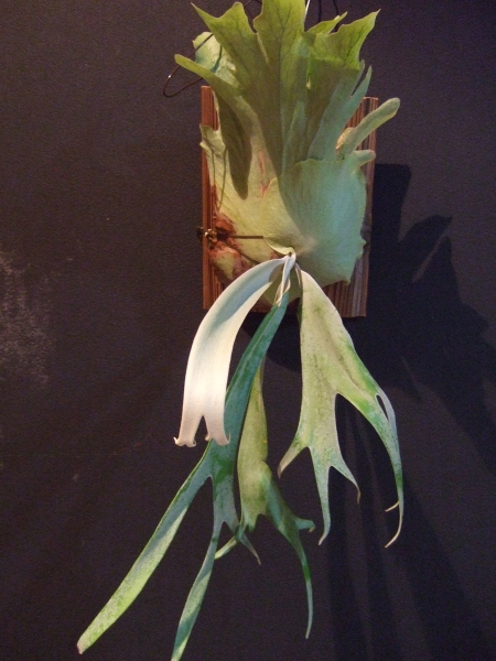 P.willinckii バリ島産 分け株