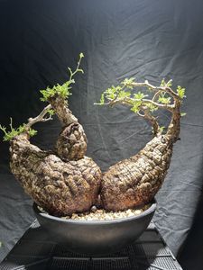 Yahoo!オークション(旧ヤフオク!)の観葉植物の相場・価格を見る｜Yahoo