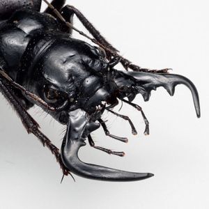 オオエンマハンミョウの値段と価格推移は？｜9件の売買データから