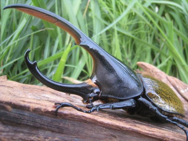 【ヤマこっと】(7)ヘラクレス　パスコアリ♂126ｍ単品　