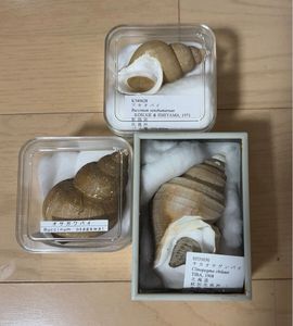 貝殻 巻貝の値段と価格推移は？｜26件の売買データから貝殻 巻貝の価値