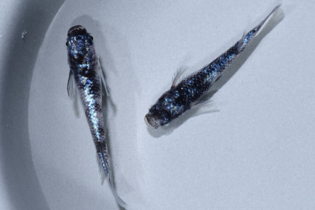 金箔和墨】1ペア めだか メダカ 和墨白銀 和墨星ラメ 魚類、水生
