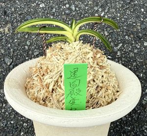 富貴蘭のYahoo!オークション(旧ヤフオク!)の相場・価格を見る｜Yahoo