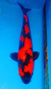 錦鯉夢屋のYahoo!オークション(旧ヤフオク!)の相場・価格を見る