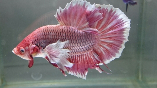 ショーベタ ピンクラベンダーpkダンボオーバーハーフムーン59 ベタ 売買されたオークション情報 Yahooの商品情報をアーカイブ公開 オークファン Aucfan Com