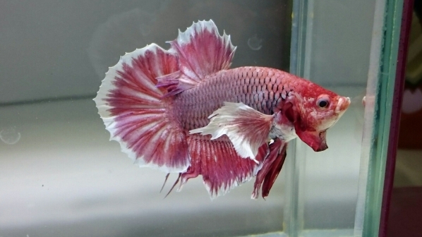 ショーベタ ピンクラベンダーpkダンボオーバーハーフムーン59 ベタ 売買されたオークション情報 Yahooの商品情報をアーカイブ公開 オークファン Aucfan Com