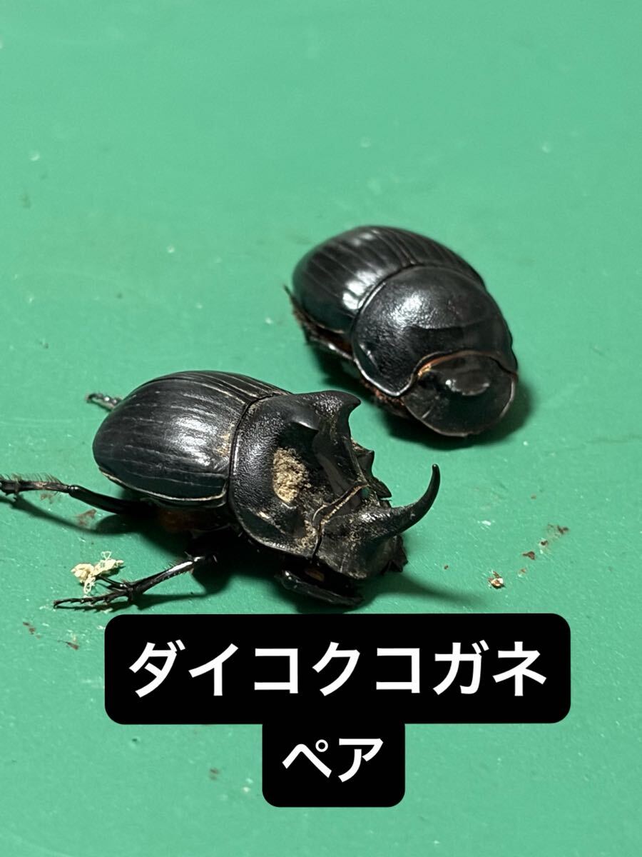 ダイコクコガネ ペア 特大 完品標本 ダイコクコガネ ペア 特大 完品