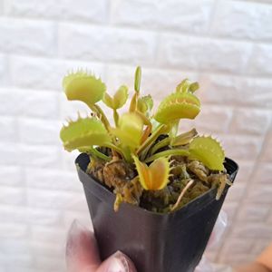 Carnivoriaの値段と価格推移は？｜108件の売買データからCarnivoriaの