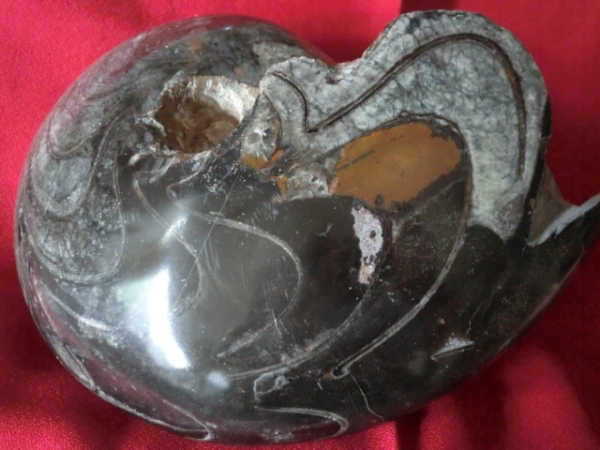 カナダ産　大型　AMMONITE FOSSIL ジュラ紀　１．５億年前