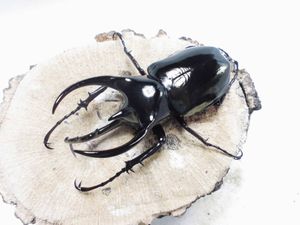 コーカサスオオカブト ♂の値段と価格推移は？｜476件の売買データから