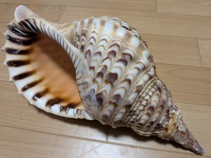 法螺貝ほら貝の値段と価格推移は？｜20件の売買データから法螺貝ほら貝