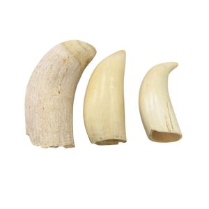 鯨歯の値段と価格推移は？｜139件の売買データから鯨歯の価値がわかる