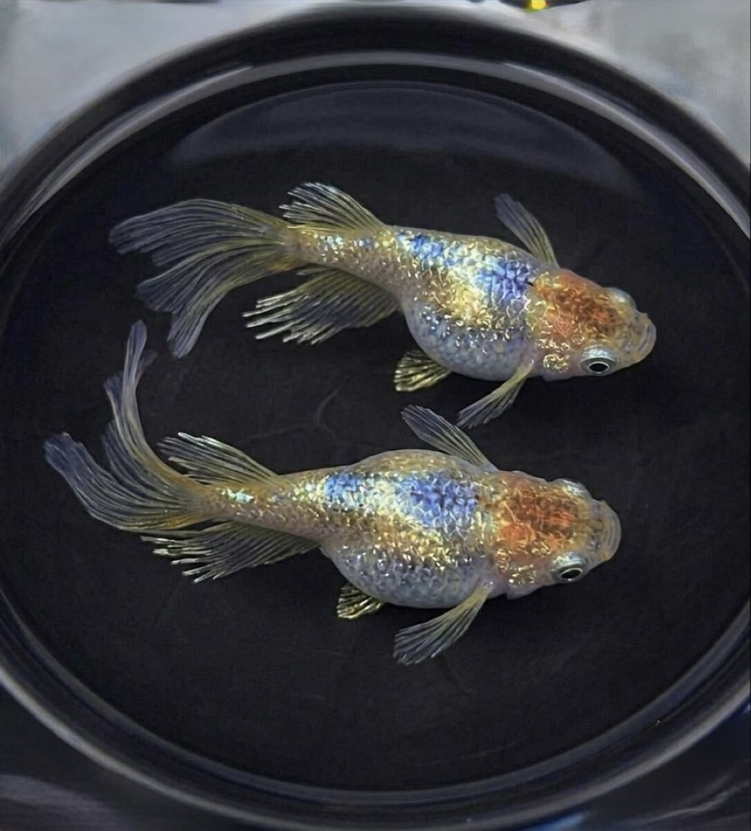 てるとくん メタカ 魚類、水生生物 【Mocoめだか】現物出品 爆散中ネプチューンダルマ