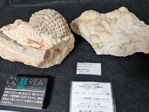 ◇メガロドンの歯◇サメの歯◇インドネシア◇6.7cm◇No.1836