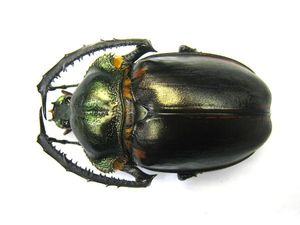 ヤンソニーテナガコガネの値段と価格推移は？｜3件の売買データから