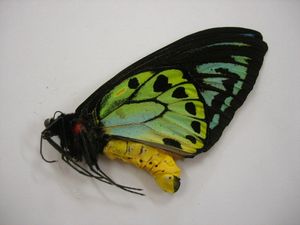 日本産蝶標本【完全絶滅種】ヤマキチョウ♂♀★青森県産★極極稀標本収集家放出 最終価格‼️日本産蝶標本【完全絶滅種】ヤマキチョウ♂♀☆青森県産