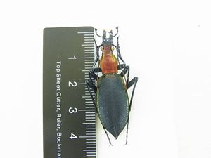カブリモドキの値段と価格推移は？｜32件の売買データからカブリモドキ