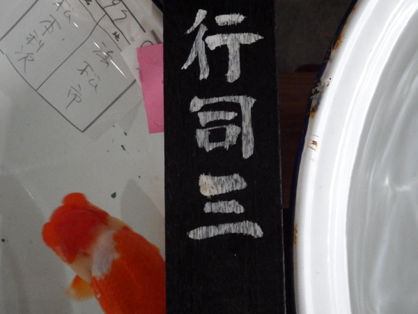 浜松　愛魚会　本大会　親魚の部　行司三席入賞魚