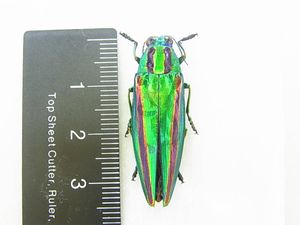 ヤマトタマムシ♂の値段と価格推移は？｜13件の売買データからヤマト