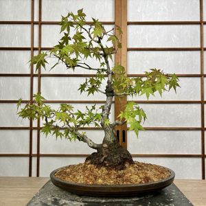 山秋 鉢のYahoo!オークション(旧ヤフオク!)の相場・価格を見る｜Yahoo