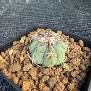 Yahoo!オークション(旧ヤフオク!)の観葉植物の相場・価格を見る｜Yahoo