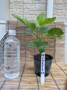 ブラックマデイラの値段と価格推移は？｜108件の売買データから