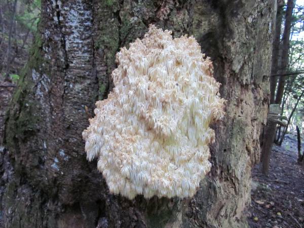 信州の秋山からの贈り物珍品サンゴハリタケ８５０グラム