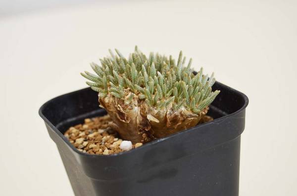 アボニア アルストニーAvonia alstonii□□@木浴□□