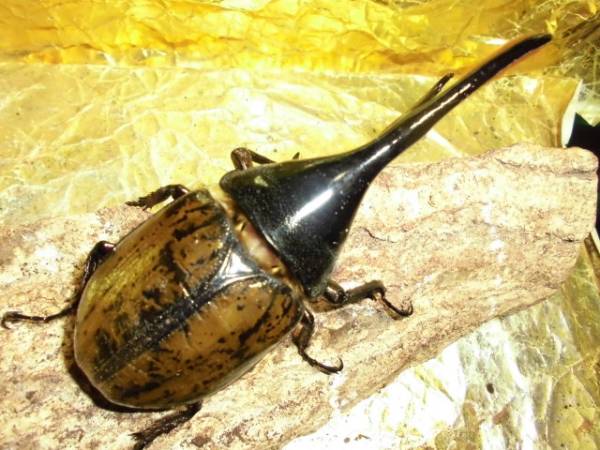 種オス用！ＤＨリッキー1５５♂単品「WDF－１」