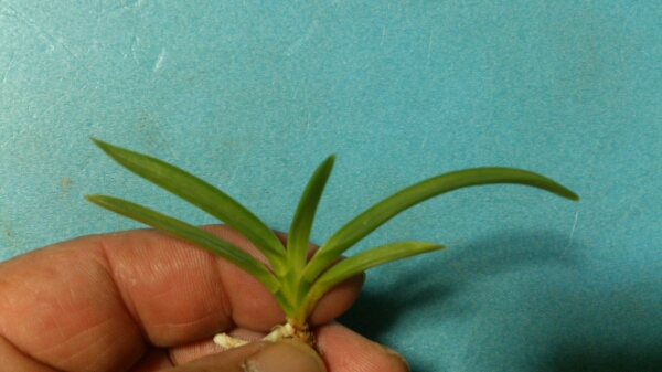 IT富貴蘭【建国殿羆】本性品若木割子！