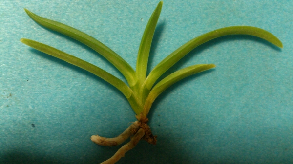 IT富貴蘭【建国殿羆】本性品若木割子！