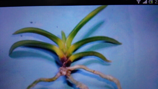 IT富貴蘭【建国殿羆】本性品若木割子！