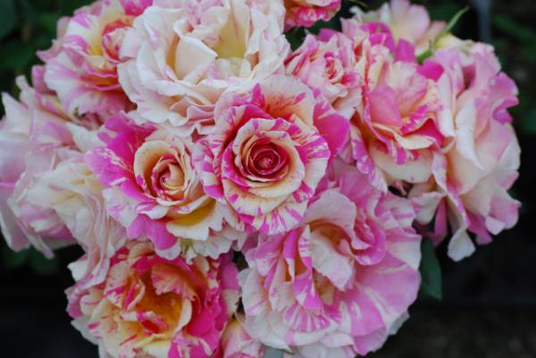 ★薔薇物語★クロード モネ★シックな絞り★6号スリット今季最終